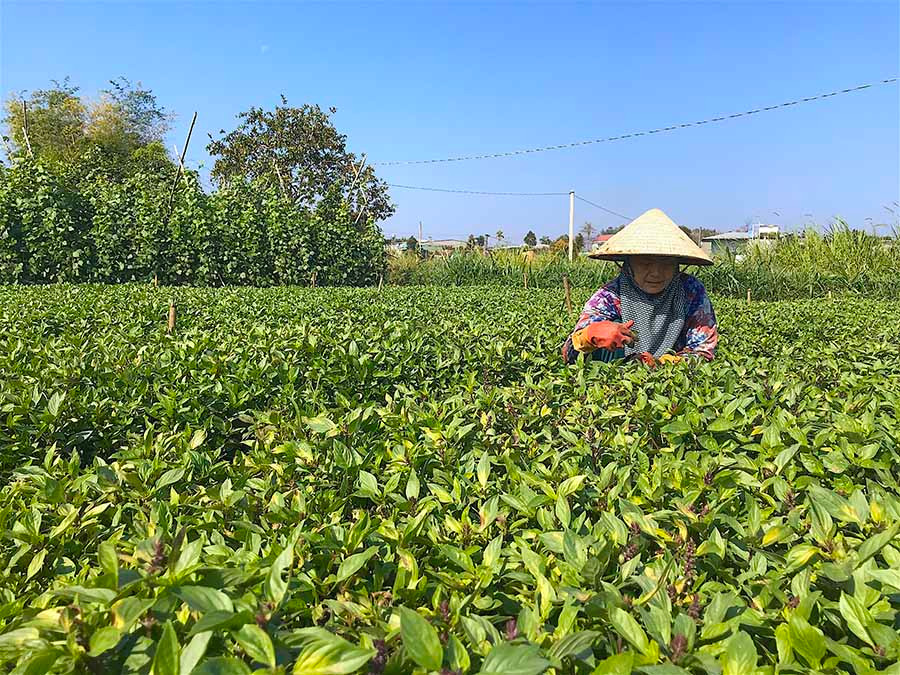  Bà Phùng Thị Cẩm (thôn 3, xã An Phú, TP. Pleiku) chăm sóc vườn rau thơm của gia đình. Ảnh: M.T