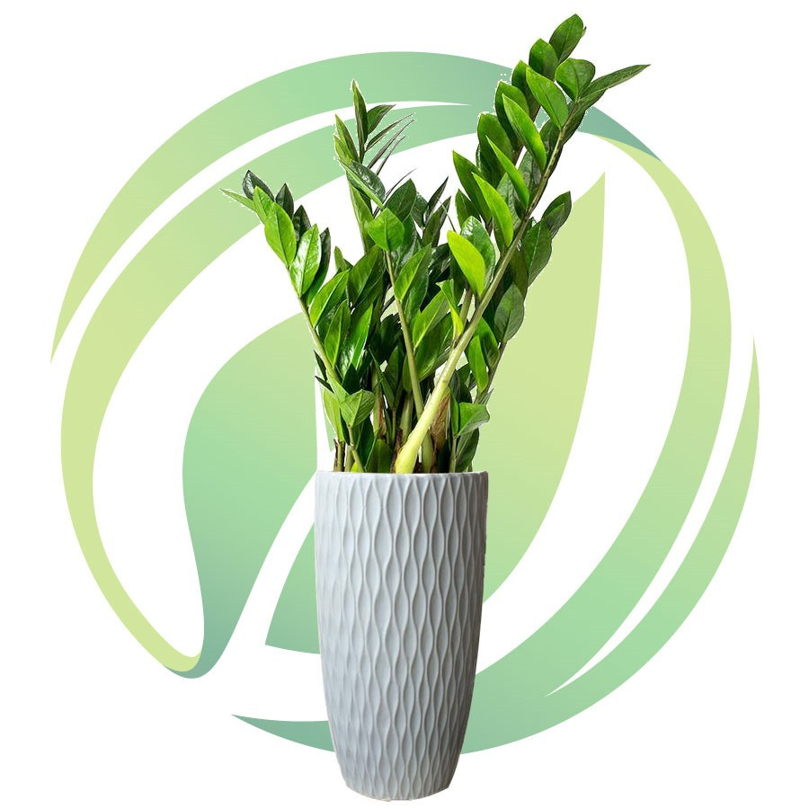 Cây kim tài được nhiều người trồng trong phòng khách, hoặc đặt trên bàn làm việc để được mang lại tài lộc. Ảnh minh họa Cây kim tài được nhiều người trồng trong phòng khách, hoặc đặt trên bàn làm việc để được mang lại tài lộc. Ảnh minh họa