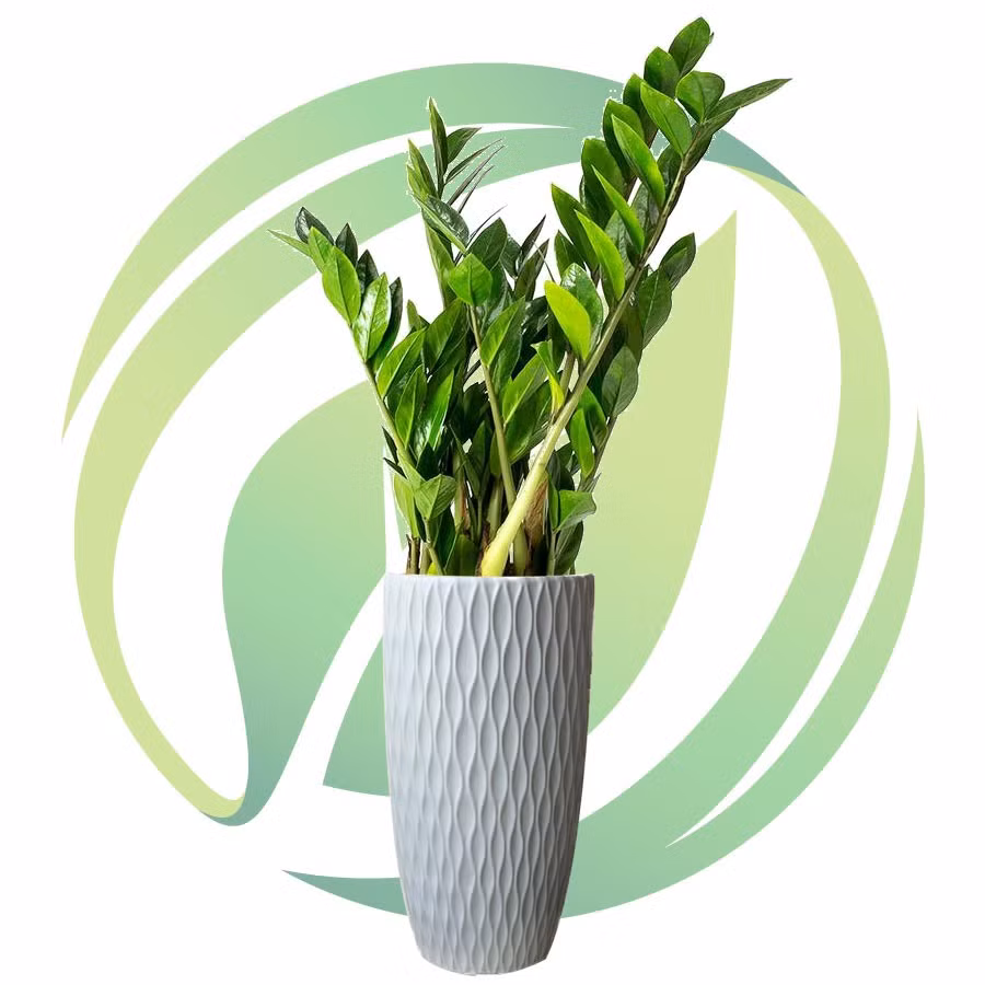 Cây kim tài được nhiều người trồng trong phòng khách, hoặc đặt trên bàn làm việc để được mang lại tài lộc. Ảnh minh họa