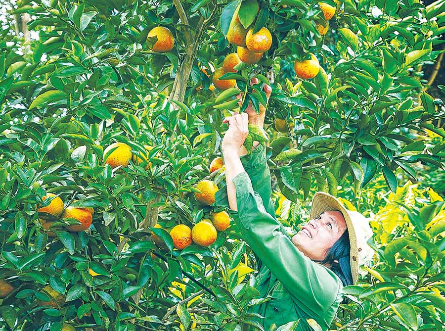 Thu hoạch cam. Ảnh: NGUYỄN LINH VINH QUỐC Thu hoạch cam. Ảnh: NGUYỄN LINH VINH QUỐC