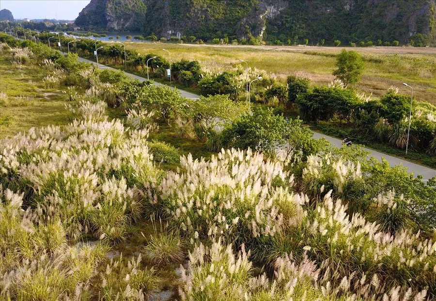  Vào đường Tràng An, qua cổng Tam Quan dọc hai bên đường vào khu du lịch Tràng An, Bái Đính, Cố đô Hoa Lư… du khách được hòa mình vào không gian “cờ lau” của miền đất Cố đô Hoa Lư. Ảnh: MĐ