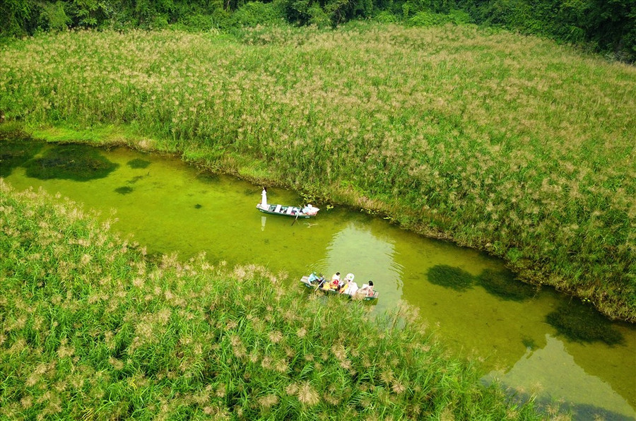  Ngồi trên thuyền du khách vừa được thưởng ngoạn vể đẹp của Tràng An vừa được ngắm những rừng lau đẹp hút hồn. Ảnh: MĐ