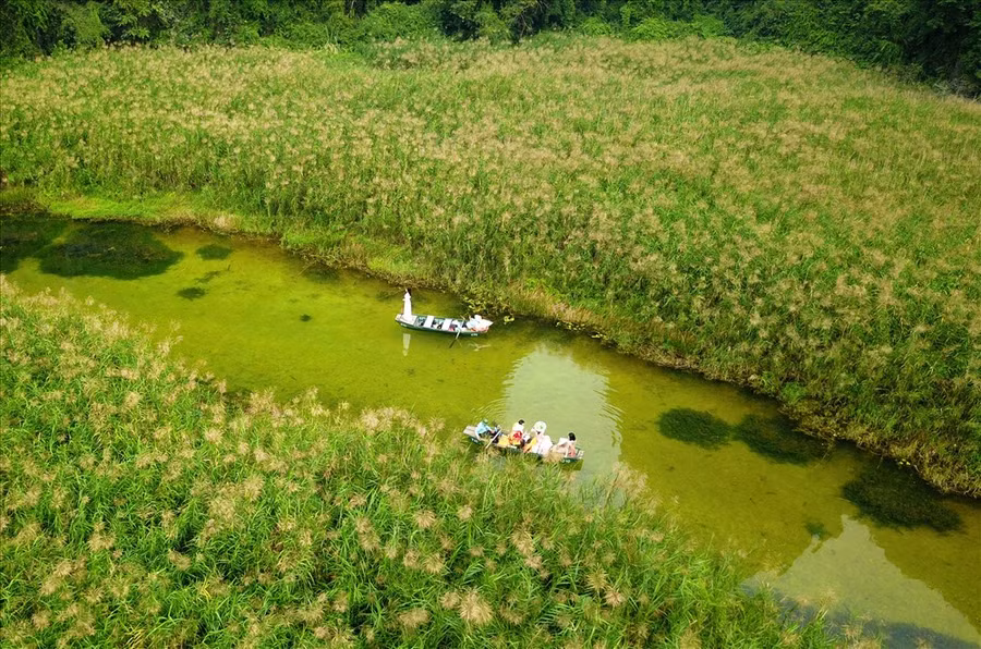  Ngồi trên thuyền du khách vừa được thưởng ngoạn vể đẹp của Tràng An vừa được ngắm những rừng lau đẹp hút hồn. Ảnh: MĐ
