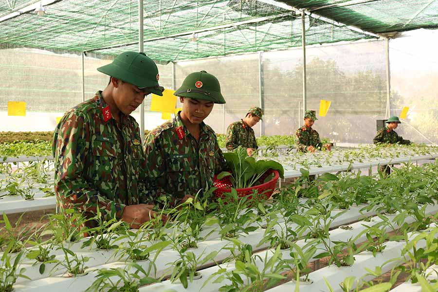  Đại úy Lê Quang Ngọc hướng dẫn các chiến sĩ kỹ thuật trồng rau thủy canh. Ảnh: N.S