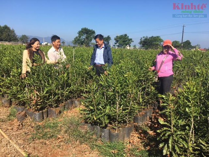 Bà con trong vùng tham quan vườn cây giống măc ca của ông Nghiệm Bà con trong vùng tham quan vườn cây giống măc ca của ông Nghiệm