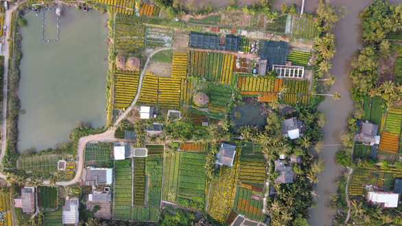 Một góc Làng hoa Cái Mơn nhìn từ trên cao - Ảnh: MẬU TRƯỜNG