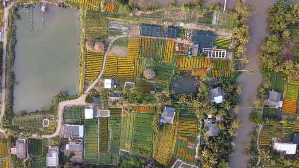 Một góc Làng hoa Cái Mơn nhìn từ trên cao - Ảnh: MẬU TRƯỜNG