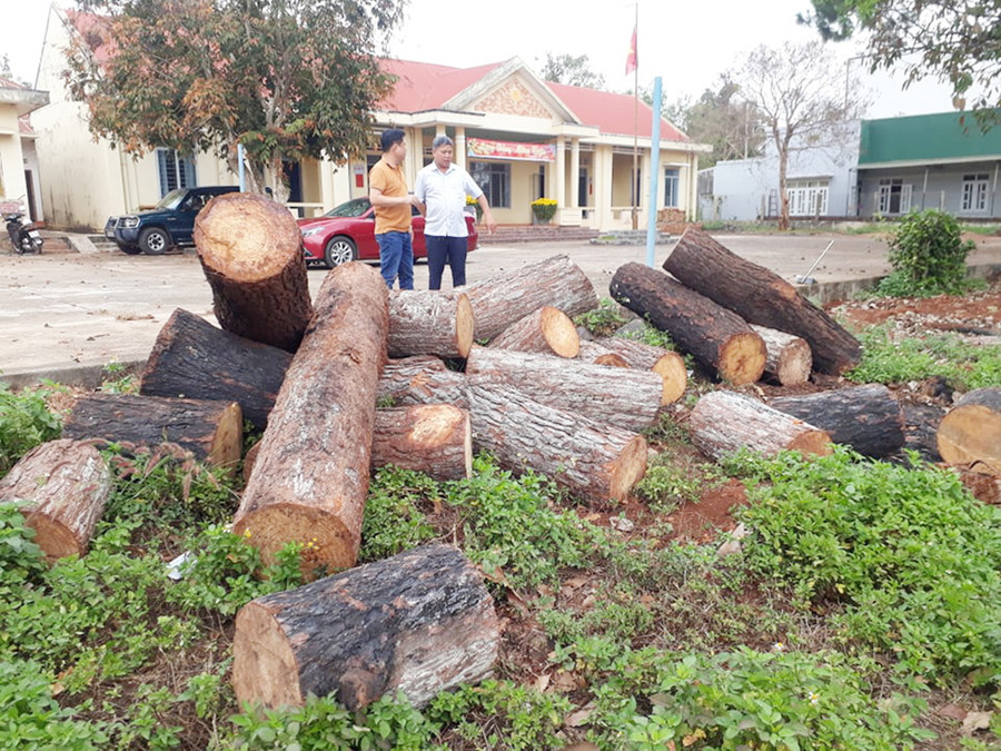Số gỗ thông bị cưa trộm đang được Hạt Kiểm lâm huyện Đak Đoa tạm giữ. Ảnh: H.S