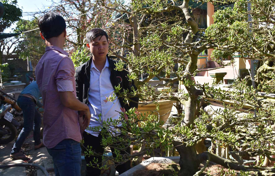 Để hoa mai nở đúng vào dịp Tết vấn đề không phải ai cũng làm được. Ảnh: Hà Phương Để hoa mai nở đúng vào dịp Tết vấn đề không phải ai cũng làm được. Ảnh: Hà Phương