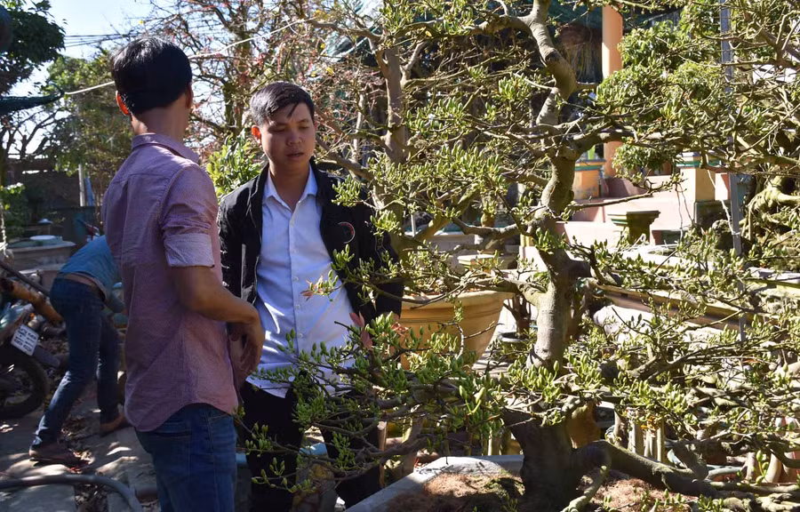 Để hoa mai nở đúng vào dịp Tết vấn đề không phải ai cũng làm được. Ảnh: Hà Phương 