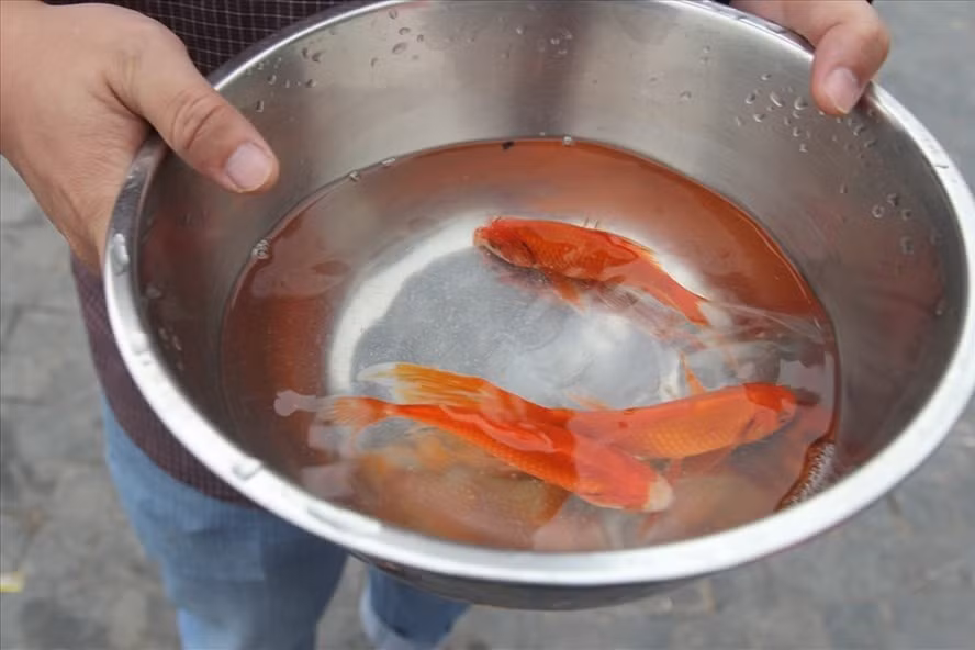 Cá chép cúng ông Công, ông Táo nên chọn cá chép vàng khỏe mạnh. Ảnh: LDO. Cá chép cúng ông Công, ông Táo nên chọn cá chép vàng khỏe mạnh. Ảnh: LDO.