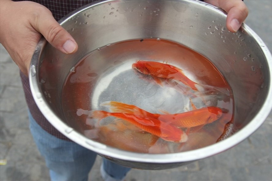 Cá chép cúng ông Công, ông Táo nên chọn cá chép vàng khỏe mạnh. Ảnh: LDO. Cá chép cúng ông Công, ông Táo nên chọn cá chép vàng khỏe mạnh. Ảnh: LDO.