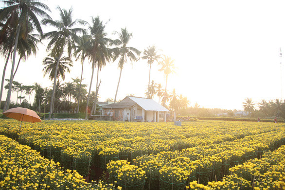  Rực rỡ một góc vườn hoa ở lò gạch cũ K26 - Ảnh: MẬU TRƯỜNG