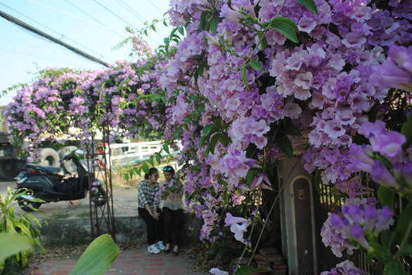  Giàn hoa tỏi đẹp lung linh tại TP Sa Đéc - Ảnh: THÀNH NHƠN