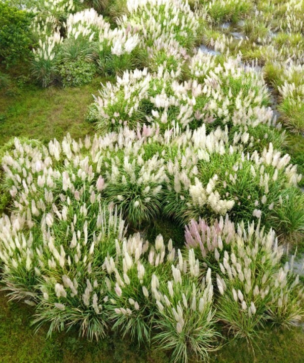  Những cánh rừng lau nở rộ một màu trắng tinh khôi, yểu điệu, duyên dáng trước gió. Ảnh: MĐ