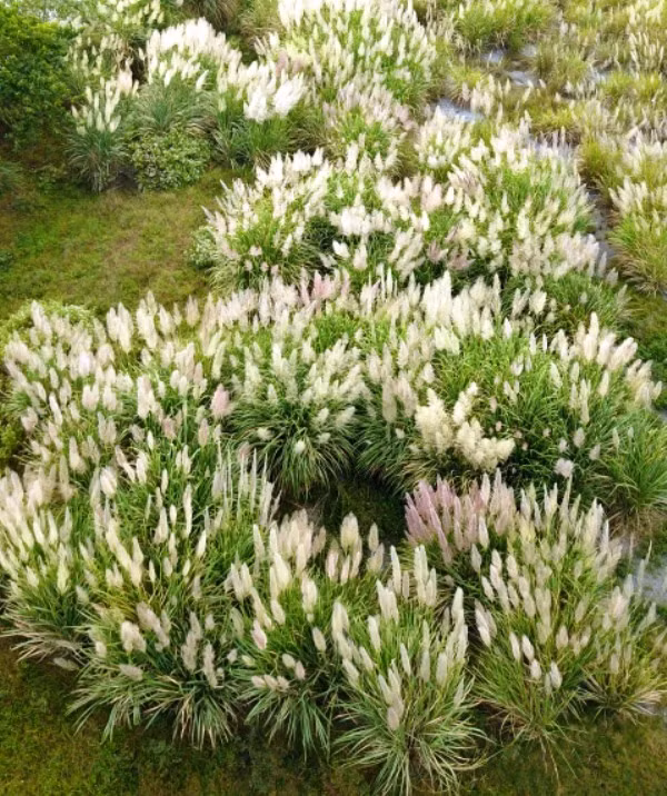  Những cánh rừng lau nở rộ một màu trắng tinh khôi, yểu điệu, duyên dáng trước gió. Ảnh: MĐ