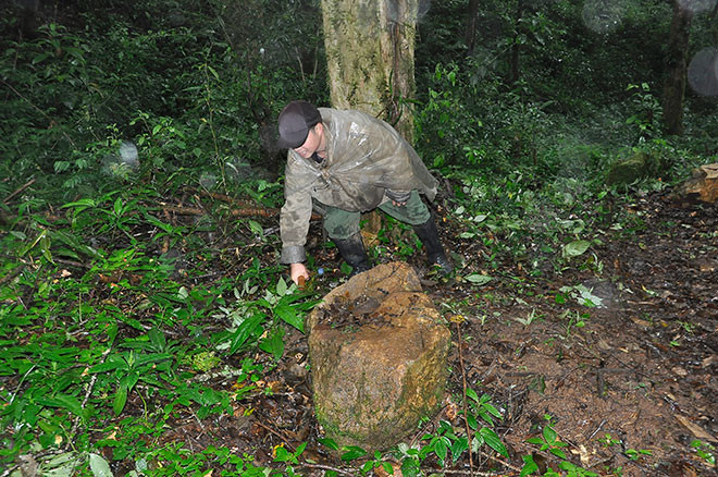 Trong lúc đặt bẫy, đội bảo vệ vườn sâm kiểm tra những chiếc bẫy đã được đặt trước đó.
