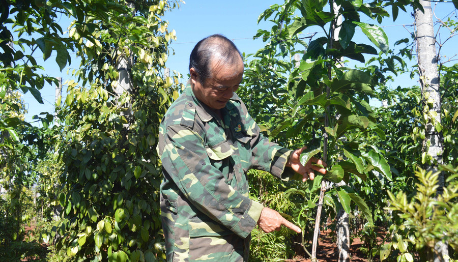 Lão nông Nguyễn Đức Tỉnh giới thiệu về gốc chanh dây đã ghép. Ảnh: Anh Huy Lão nông Nguyễn Đức Tỉnh giới thiệu về gốc chanh dây đã ghép. Ảnh: Anh Huy