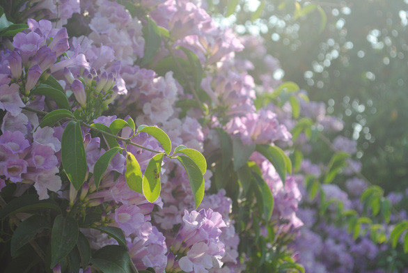  Hoa khoe mình trong nắng - Ảnh: T.NHƠN