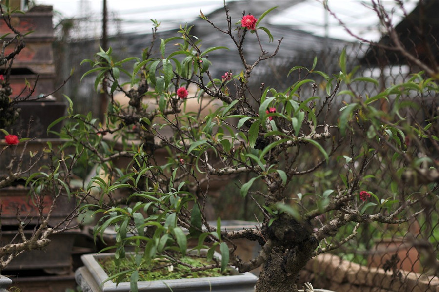  Đào Thất Thốn mang dáng vẻ cổ kính, từ gốc đến cành đào đều sùi phồng, nổi những u, mấu xù xì.