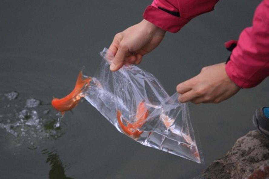 Thả cá từ túi bóng một cách từ từ để cá có thể sống được. Ảnh: LDO.  Thả cá từ túi bóng một cách từ từ để cá có thể sống được. Ảnh: LDO.