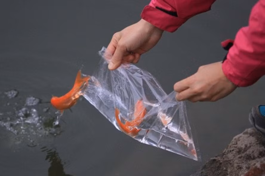  Thả cá từ túi bóng một cách từ từ để cá có thể sống được. Ảnh: LDO.