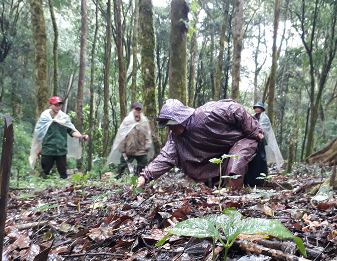 Những thanh niên săn chuột “quý tộc” vừa đặt bẫy, vừa tranh thủ nhổ cỏ vườn sâm.