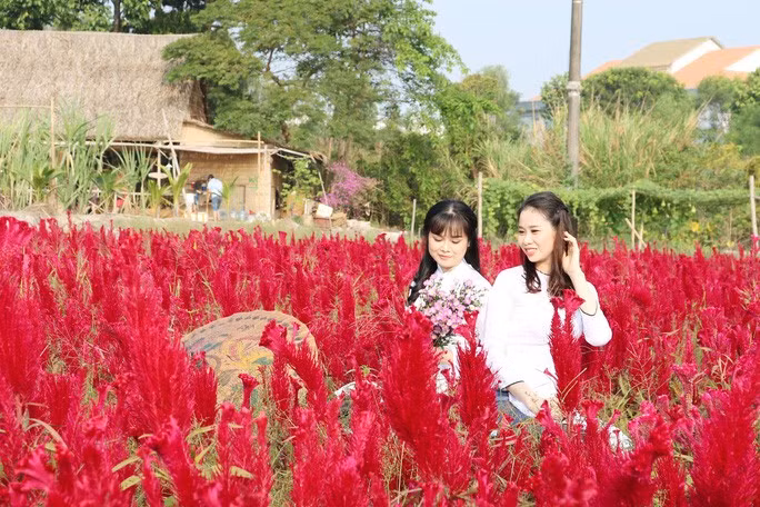 Màu sắc các chủng loại hoa rất sặc sỡ thu hút du khách