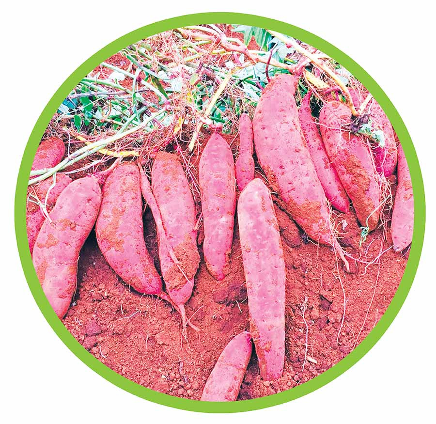 Khoai lang Lệ Cần. Ảnh: Ảnh internet Khoai lang Lệ Cần. Ảnh: Ảnh internet