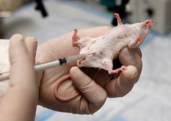 Tiêm thuốc thử nghiệm cho chuột tại phòng thí nghiệm ở Mỹ - Ảnh: Reuters