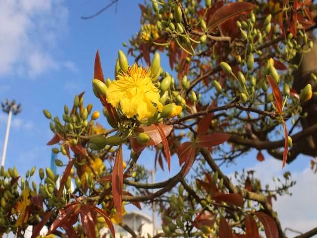  Được biết, ngoài cây mai 