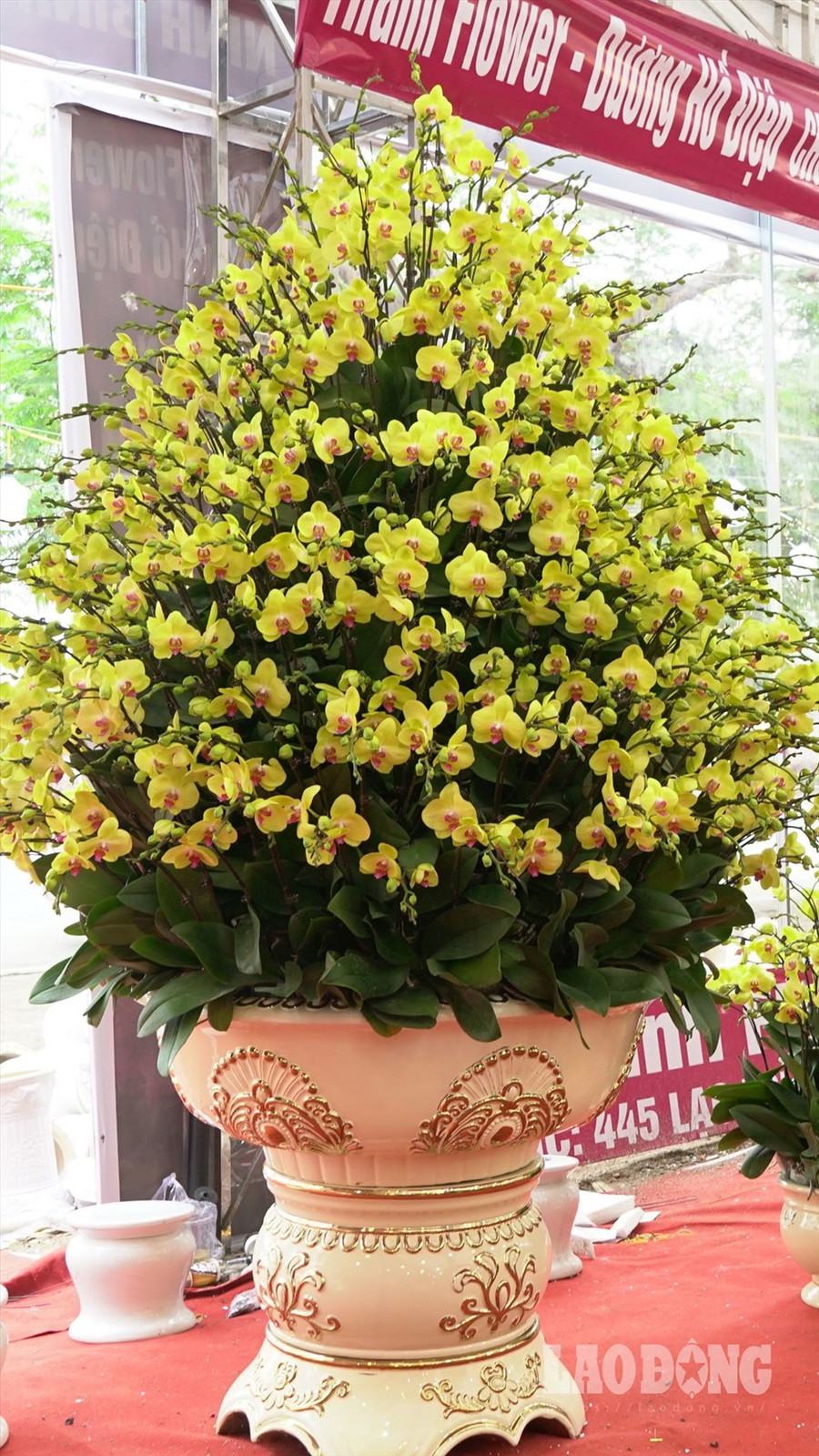  Cận cảnh chậu lan hồ điệp trị giá 106 triệu. 