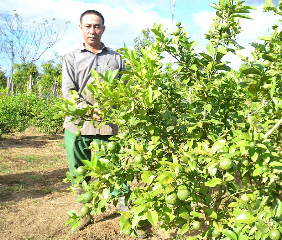 Anh Đặng Văn Tâm (thôn Chư Hậu 6, xã Ia Bă, huyện Ia Grai) bên vườn chanh tứ quý của gia đình. Ảnh: L.N  Anh Đặng Văn Tâm (thôn Chư Hậu 6, xã Ia Bă, huyện Ia Grai) bên vườn chanh tứ quý của gia đình. Ảnh: L.N