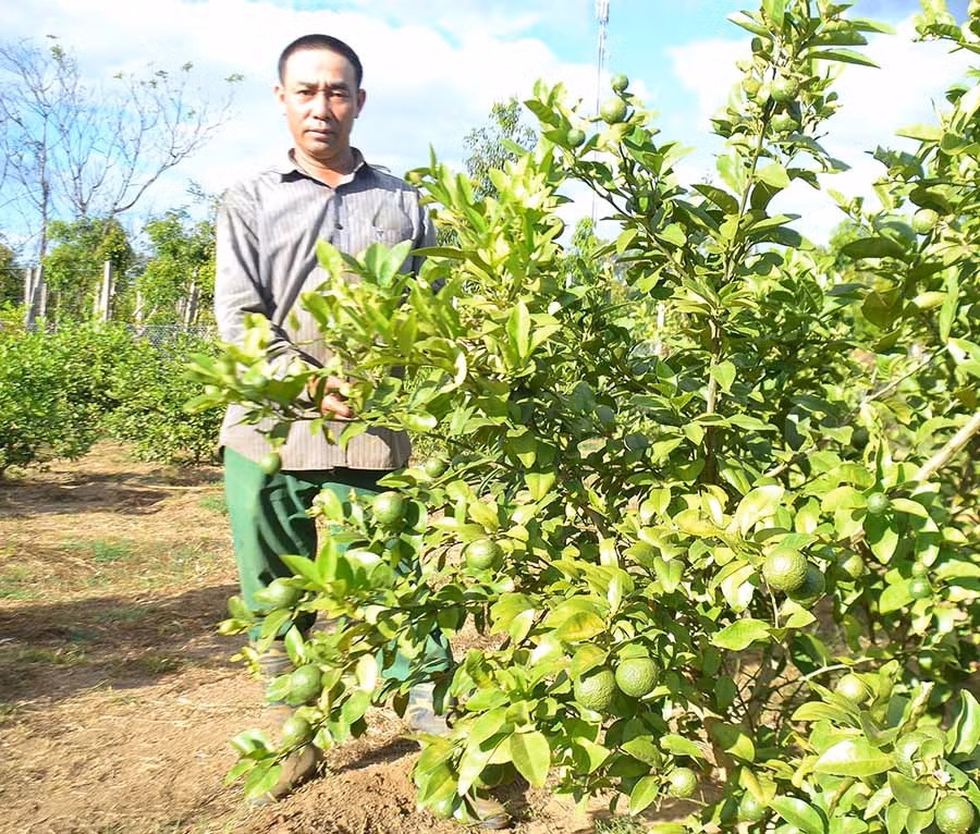  Anh Đặng Văn Tâm (thôn Chư Hậu 6, xã Ia Bă, huyện Ia Grai) bên vườn chanh tứ quý của gia đình. Ảnh: L.N