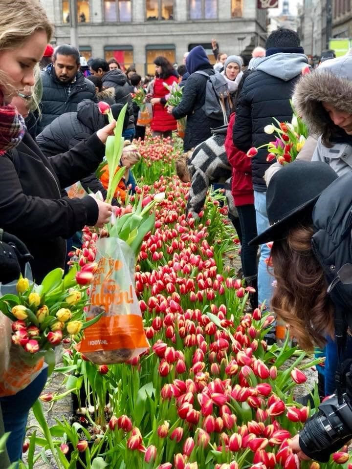  Mỗi người được chọn một bó hoa mang về, rất đông người dân tham gia lựa chọn bó hoa Tulip cho riêng mình. Ảnh: Holland-explorer.com 