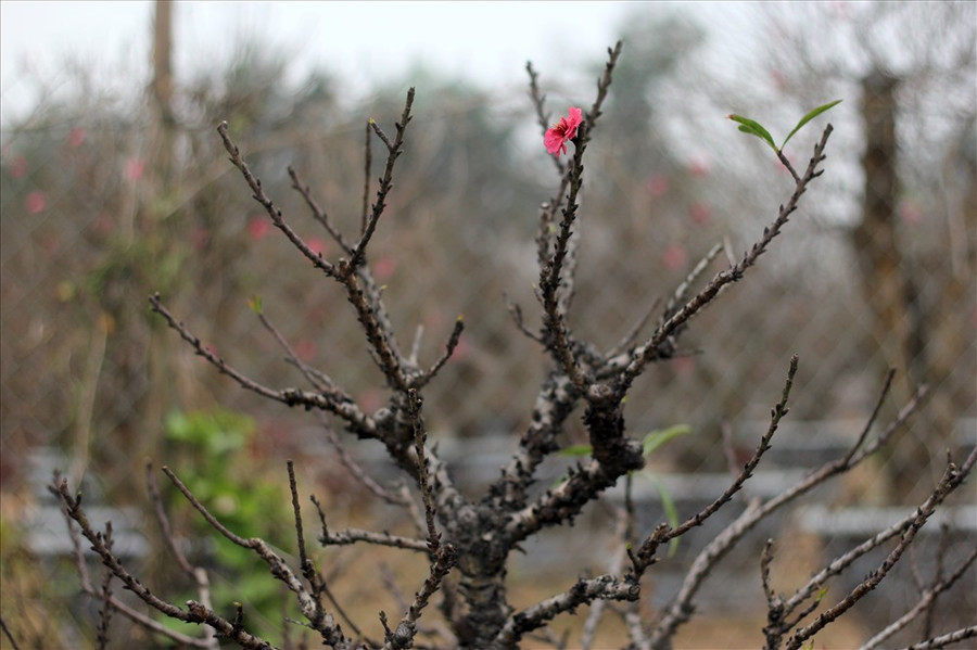 Những gốc đào Thất Thốn có 