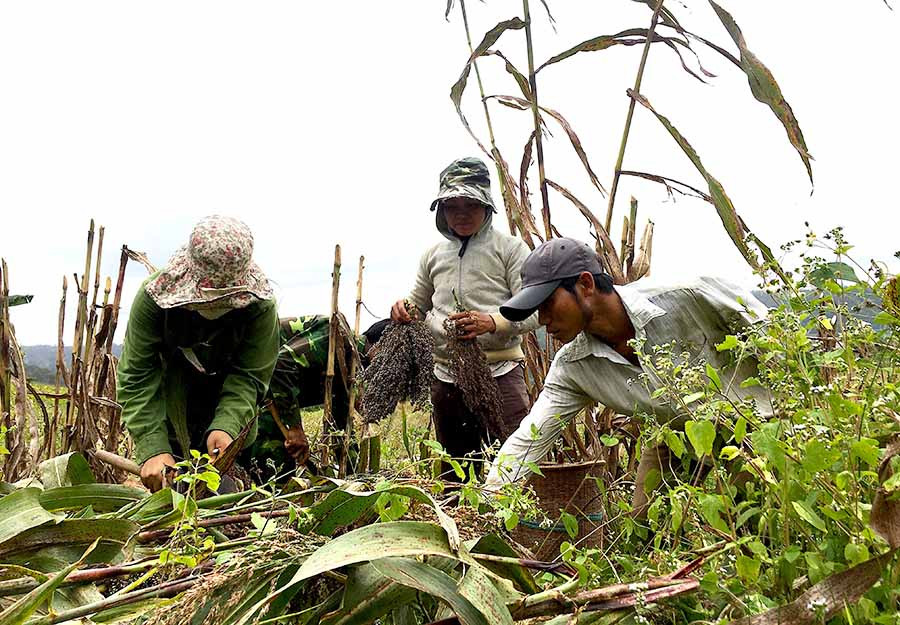 Người Bahnar ở Krong (Kbang) thu hoạch bo bo. Ảnh: Lê Hòa Người Bahnar ở Krong (Kbang) thu hoạch bo bo. Ảnh Lê Hòa