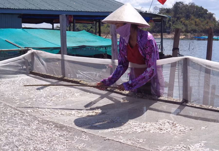 Bà Nguyễn Thị Lan đang phơi cá cơm. Ảnh: Hà Phương