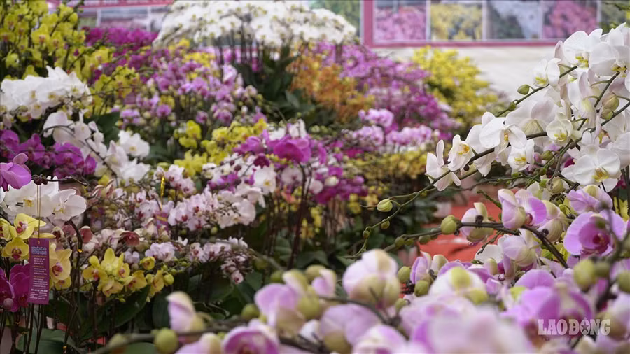  Tại điểm bán hoa Lan Đà Lạt nằm trên phố Lạc Long Quân (Hà Nội), nhiều chậu hoa lan hồ điệp với đủ chủng loại, kích cỡ và màu sắc khác nhau được bày bán để khách hàng vào tham quan và mua hàng.