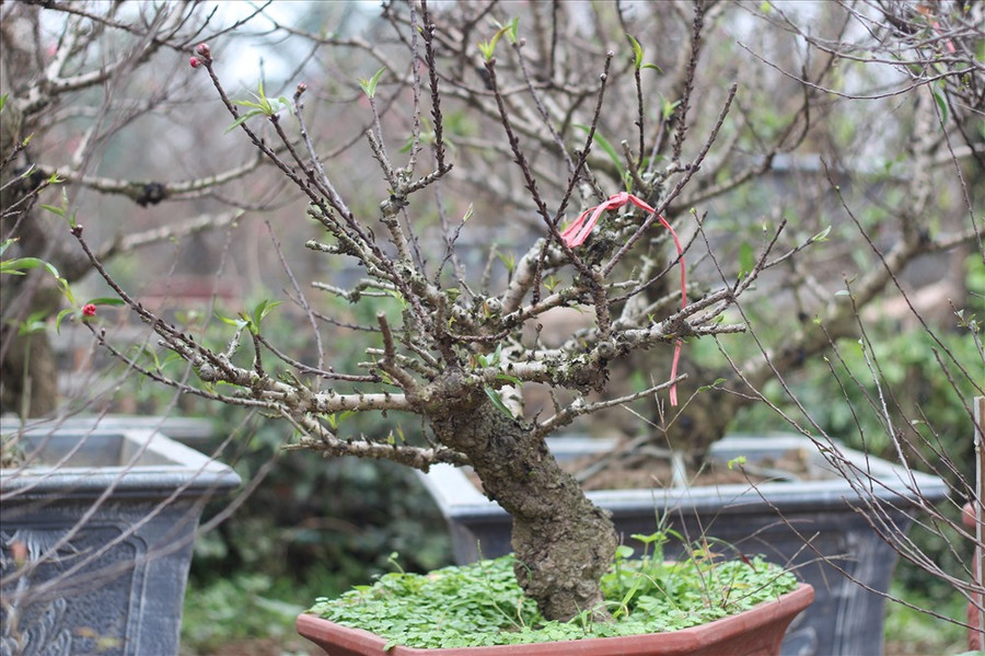  Đến 23 tháng Chạp, đào sẽ được đưa ra ngoài để bày bán.