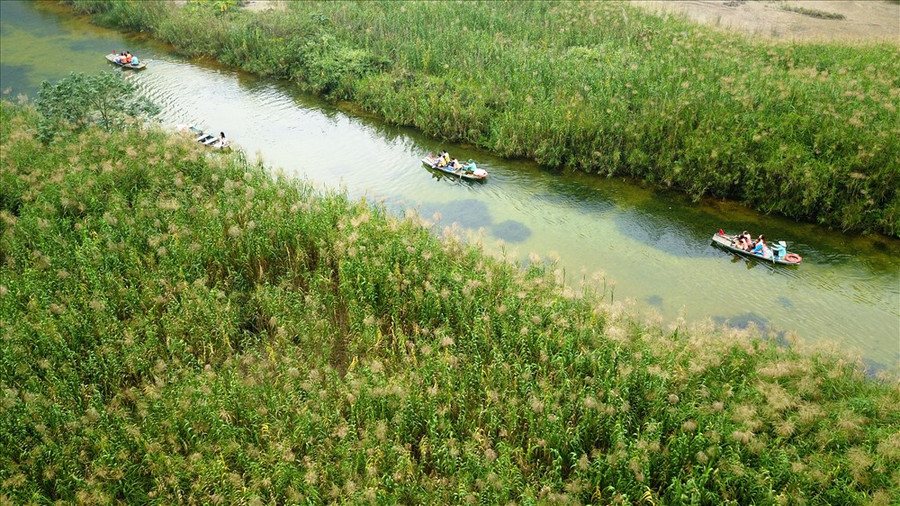 Những rừng lau nở trắng dọc hai bên dòng sông Sào Khê. Ảnh: MĐ 