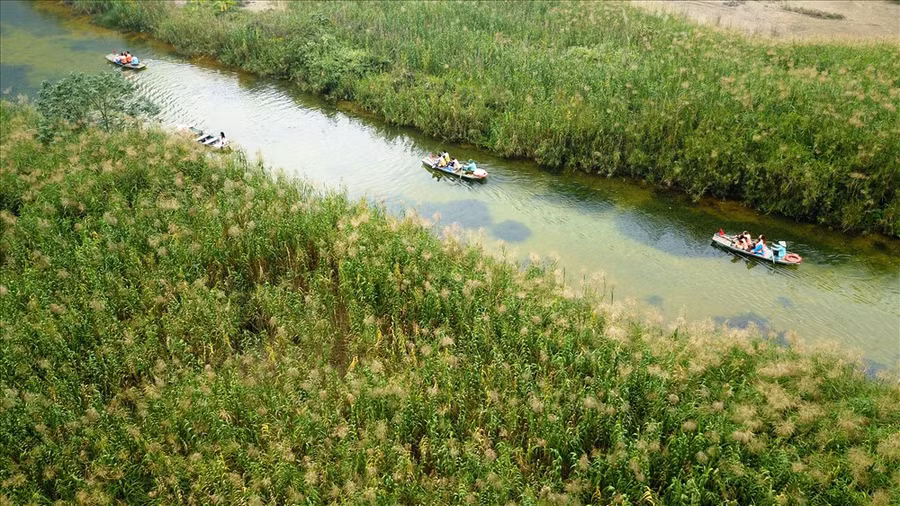 Những rừng lau nở trắng dọc hai bên dòng sông Sào Khê. Ảnh: MĐ Những rừng lau nở trắng dọc hai bên dòng sông Sào Khê. Ảnh: MĐ