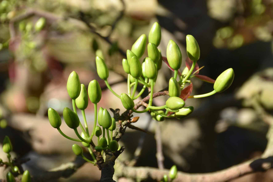 Hoa mai biểu trưng cho ngày Tết. Ảnh: Hà Phương Hoa mai biểu trưng cho ngày Tết. Ảnh: Hà Phương