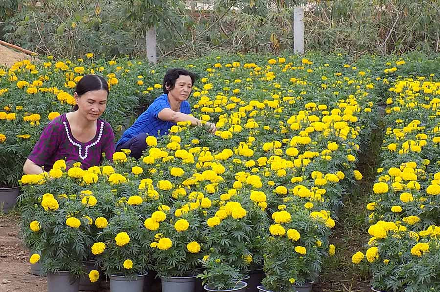 Chăm sóc hoa Tết ở các nhà vườn. Ảnh: L.T