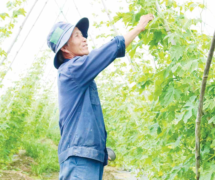 Ông Trần Ngọc Hà chăm sóc vườn khổ qua của gia đình. Ảnh: N.S
