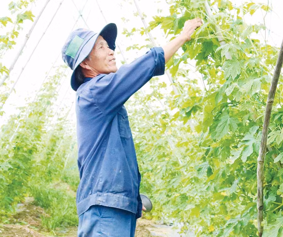 Ông Trần Ngọc Hà chăm sóc vườn khổ qua của gia đình. Ảnh: N.S
