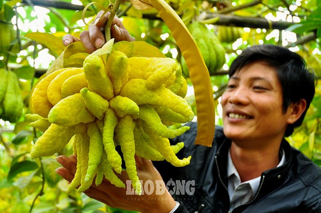 Nhiều người tin rằng, sở hữu 1 cây phật thủ trong gia đình, nơi làm việc sẽ có nhiều may mắn, sức khỏe và may mắn hơn. Ảnh: Thành An