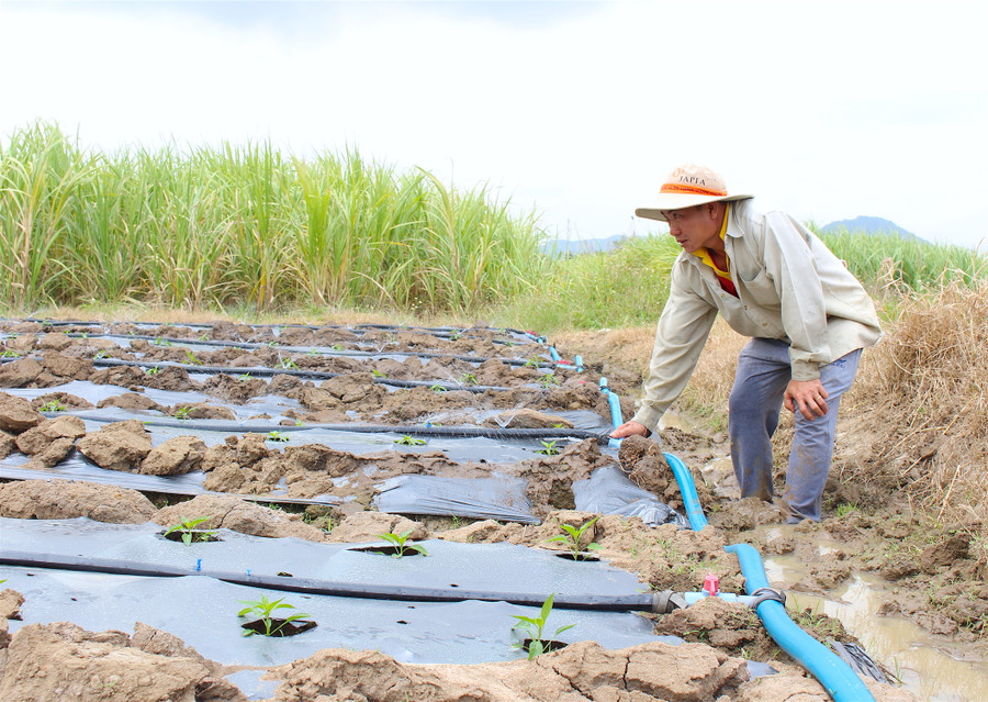 Ông Mai Hồng Phong (tổ 4, phường An Tân, thị xã An Khê) mở van tưới nước cho ruộng ớt mới trồng. Ảnh: Hồng Thi