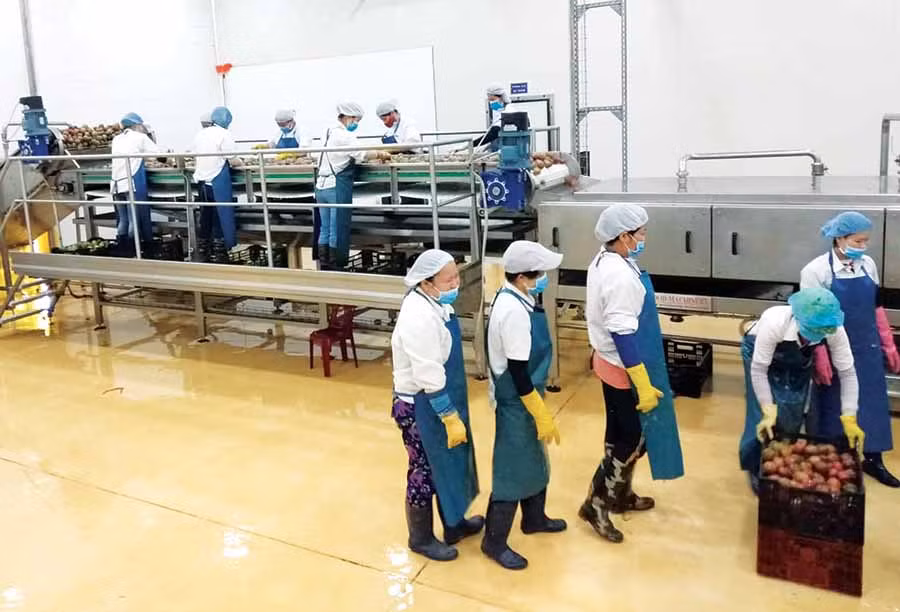 Dây chuyền sản xuất chanh dây của Công ty DOVECO Gia Lai (huyện Mang Yang).