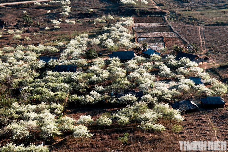  Những bản làng lẫn trong những rừng mận